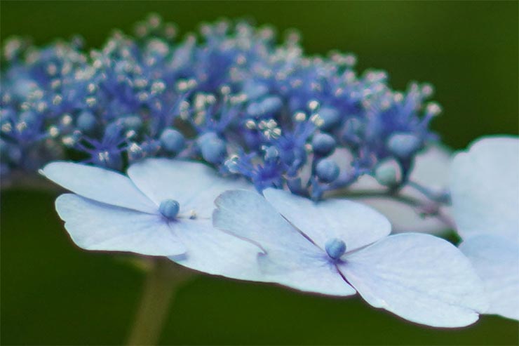 SONY α6400と7Artisans (七工匠)  55mm F1.4を組み合わせて撮影したガクアジサイの拡大画像