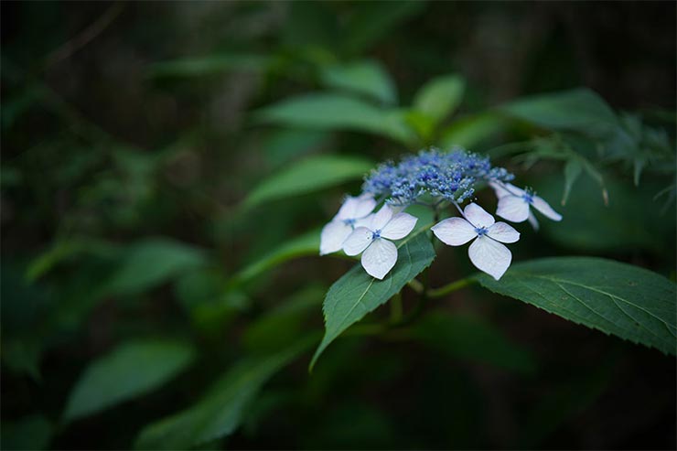 SONY α7RIIIとSAMYANG AF 45mm F1.8 FEを組み合わせて撮影したアジサイの画像