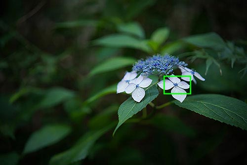 SONY α7RIIIとSAMYANG AF 45mm F1.8 FEを組み合わせて撮影したアジサイの画像