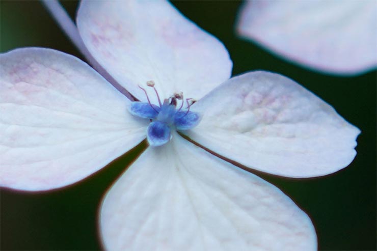 SONY α7RIIIとSAMYANG AF 45mm F1.8 FEを組み合わせて撮影したアジサイの拡大画像