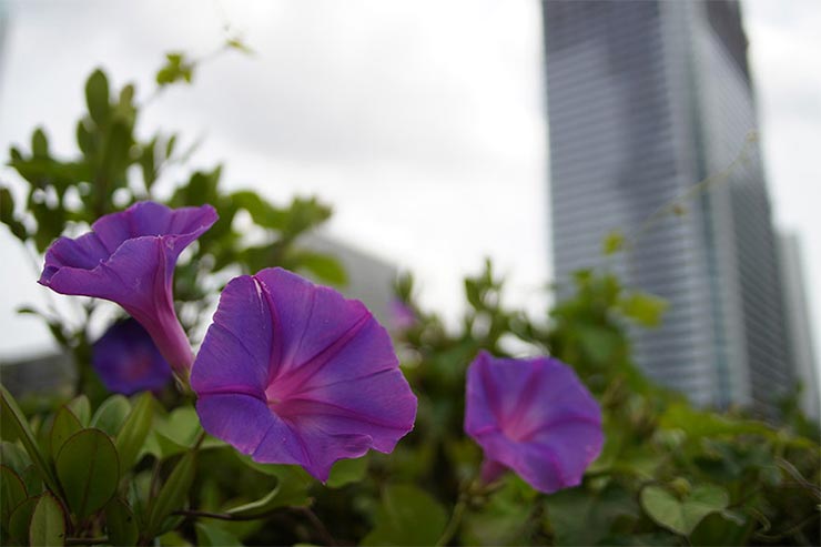 SONY α6400とKAMLAN 21mm F1.8 で撮影した朝顔の画像