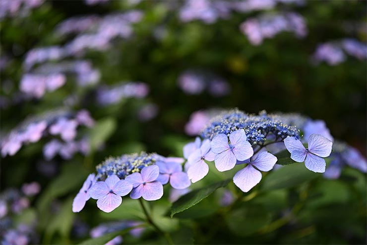 Nikon Z7とTAMRON SP 35mm F/1.4 Di USD (Model F045) を組み合わせて撮影したガクアジサイの画像