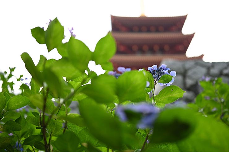 Nikon Z7とTAMRON SP 35mm F/1.4 Di USD (Model F045) を組み合わせて撮影したアジサイと五重塔の画像