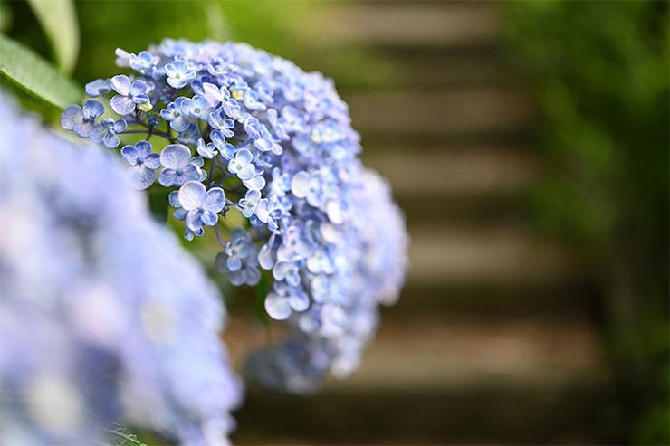 Nikon Z7とTAMRON SP 35mm F/1.4 Di USD (Model F045) を組み合わせて撮影したアジサイの画像