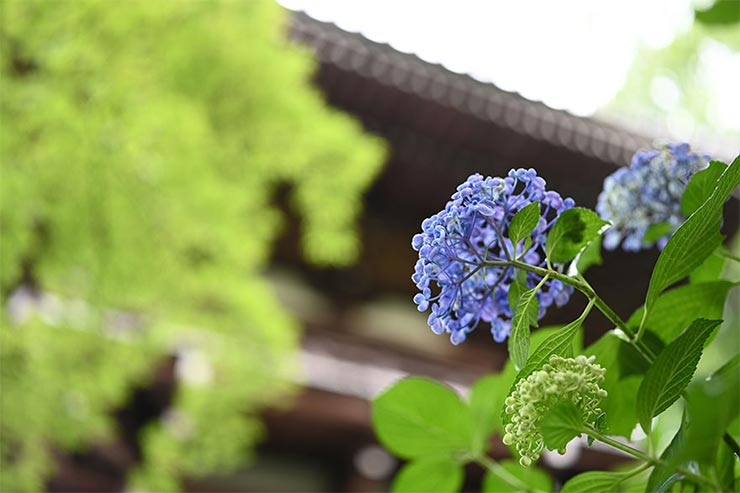 Nikon Z7とTAMRON SP 35mm F/1.4 Di USD (Model F045) を組み合わせて撮影したアジサイの画像