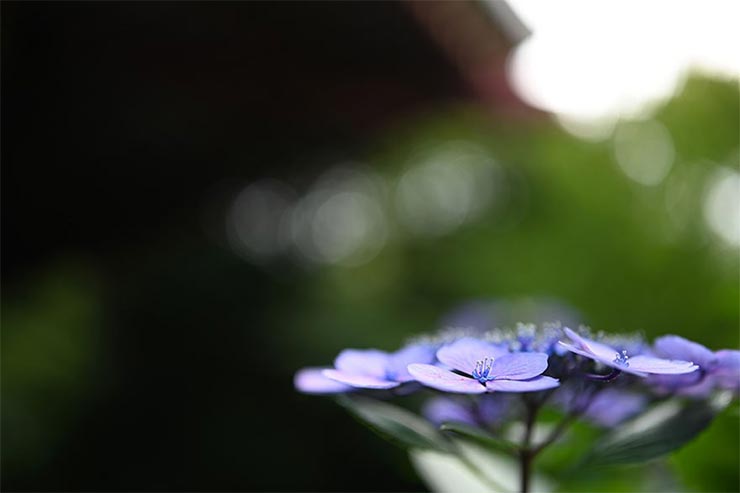 Nikon Z7とTAMRON SP 35mm F/1.4 Di USD (Model F045) を組み合わせて撮影したボケ味のテスト画像