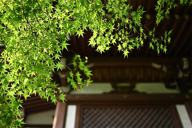 Nikon Z7とTAMRON SP 35mm F/1.4 Di USD (Model F045) を組み合わせて撮影した紅葉の画像