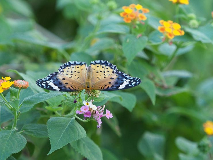 OLYMPUS OM-D EM-1 MarkII　40-150mm F2.8 PRO ＋ MC-20で撮影した蝶の画像