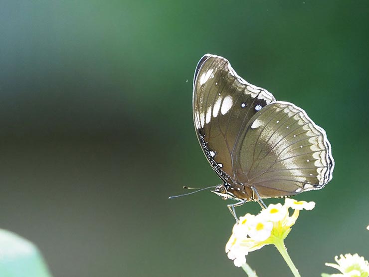 OLYMPUS OM-D EM-1 MarkII　40-150mm F2.8 PRO ＋ MC-20で横から撮影した蝶の画像