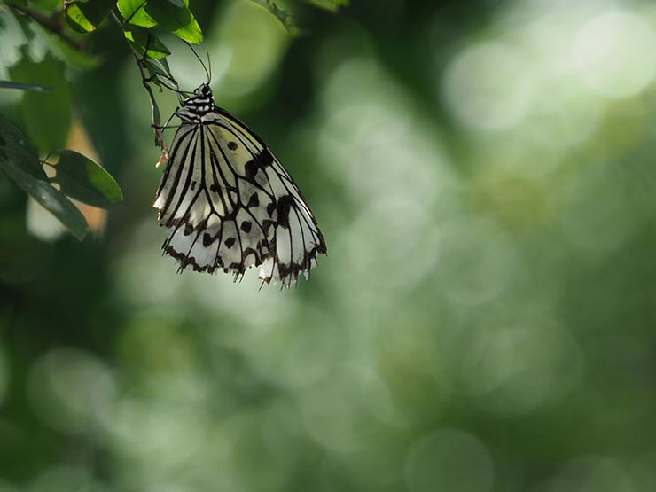 OLYMPUS OM-D EM-1 MarkII　40-150mm F2.8 PRO ＋ MC-20で撮影した蝶の画像