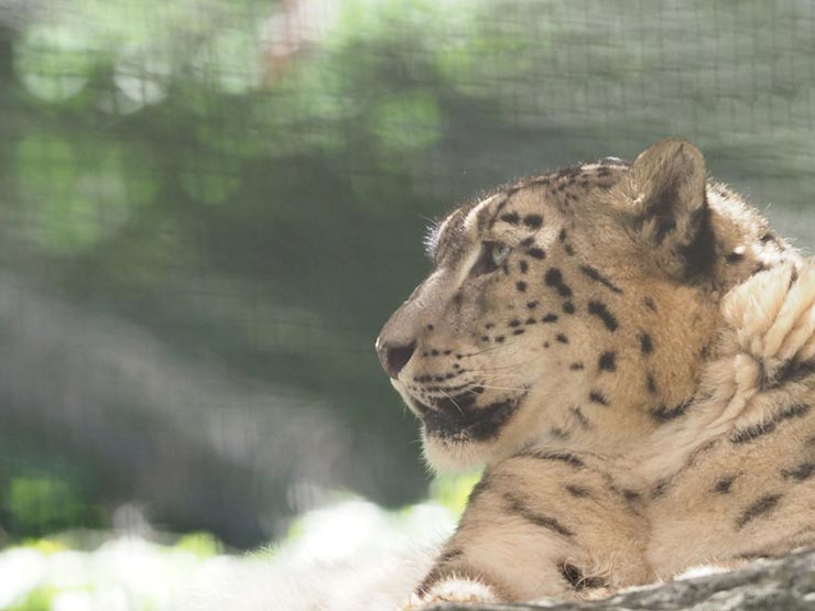 OLYMPUS OM-D EM-1 MarkII　40-150mm F2.8 PRO ＋ MC-20で撮影したユキヒョウの画像