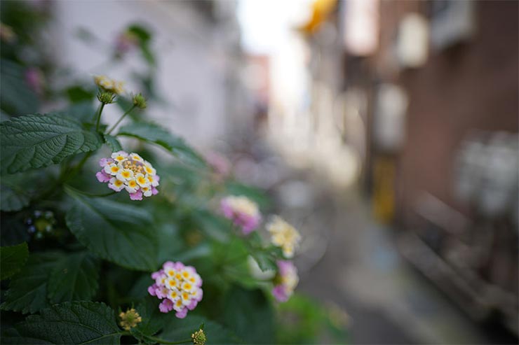 SONY a7RIIIとVoigtlander NOKTON 21mm F1.4 Aspherical E-mountを組み合わせて撮影したランタナの画像
