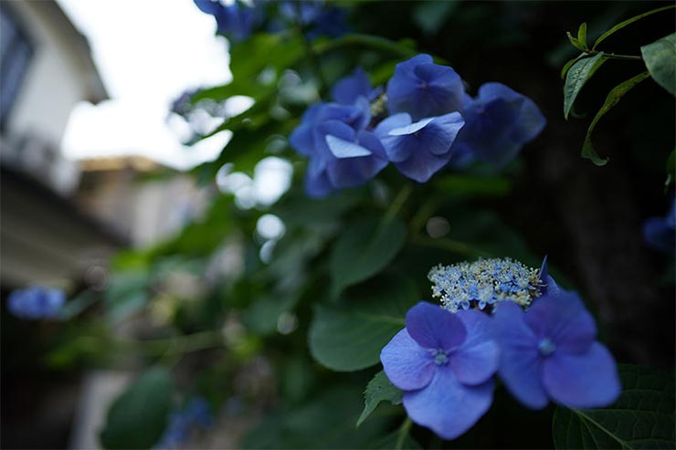 SONY a7RIIIとVoigtlander NOKTON 21mm F1.4 Aspherical E-mountを組み合わせて撮影したアジサイの画像