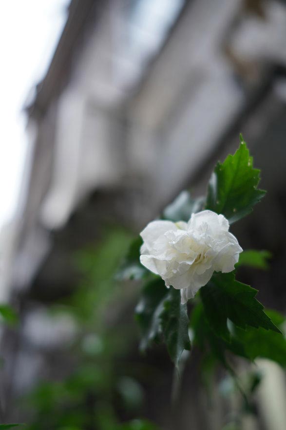 SONY a7RIII・SIGMA 45mm F2.8 DG DN | Contemporaryで撮影した建物の画像