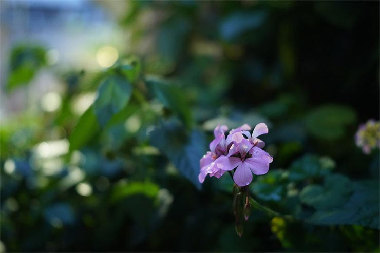 SONY a7RIII・SIGMA 45mm F2.8 DG DN | Contemporaryで撮影した花の画像