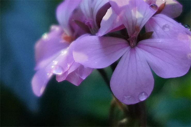 SONY a7RIII・SIGMA 45mm F2.8 DG DN | Contemporaryで撮影した花の拡大画像