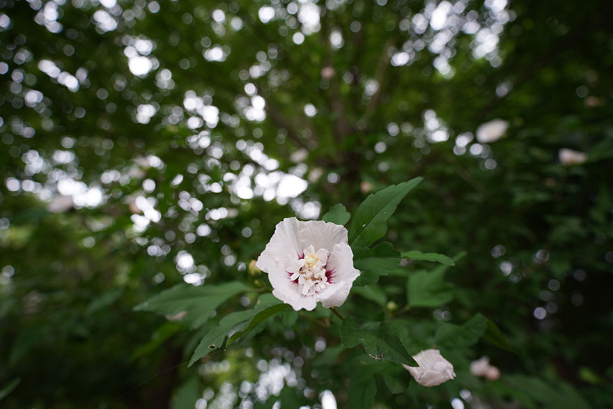 SONY a7RIIIとTAMRON 17-28mm F/2.8 Di III RXDを組み合わせて撮影した花の画像