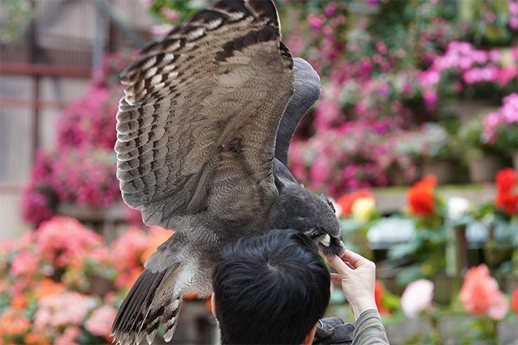 SONY a9 SONY FE 200-600mm F5.6-6.3 G OSSを組み合わせて撮影したフクロウが飼育員の手に乗っている画像
