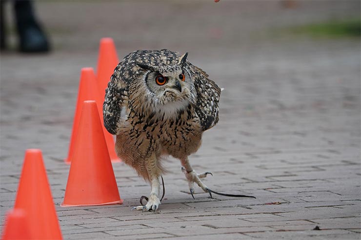 SONY a9 SONY FE 200-600mm F5.6-6.3 G OSSを組み合わせて撮影した路上のフクロウの画像