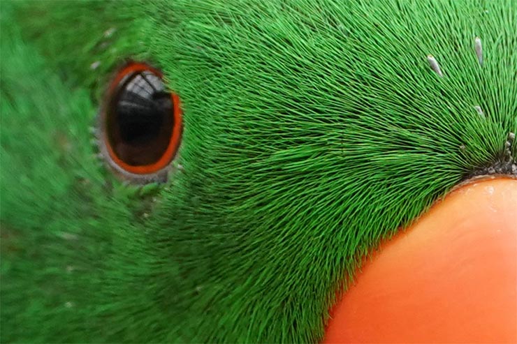 SONY a9 SONY FE 200-600mm F5.6-6.3 G OSSを組み合わせて撮影したインコのアップの画像