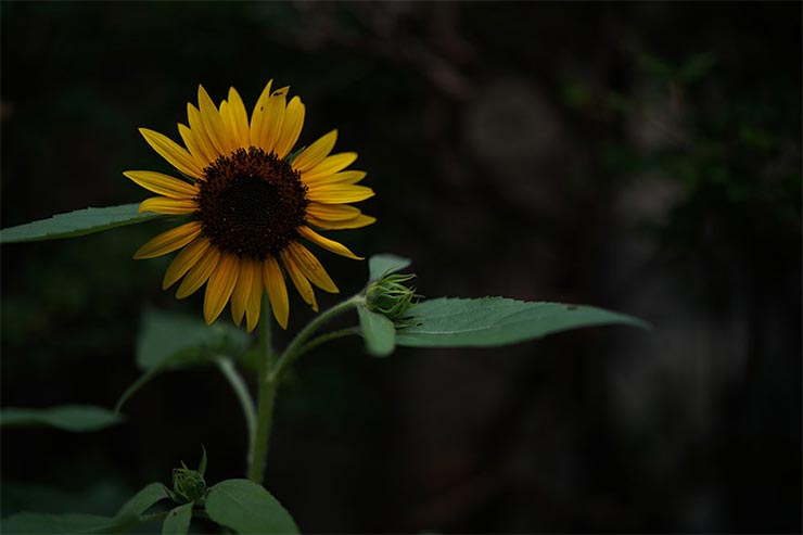 SONY a7RIIIとSIGMA 35mm F1.2 DG DN | Artを組み合わせて撮影した向日葵の画像