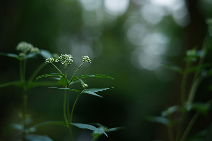 花の蕾の画像