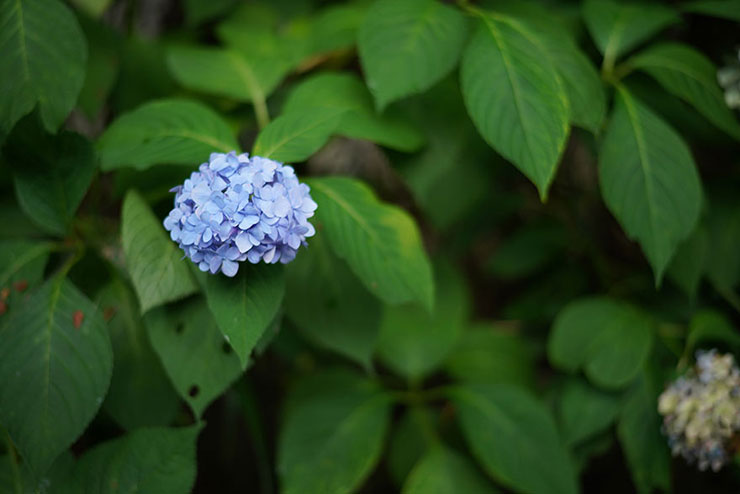 紫陽花の画像