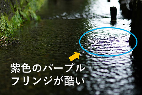 パープルフリンジの説明画像