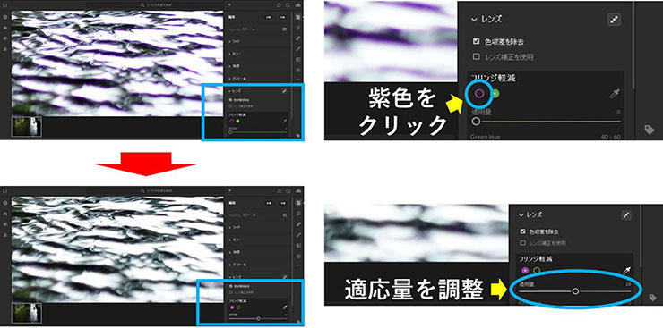 パープルフリンジの説明画像