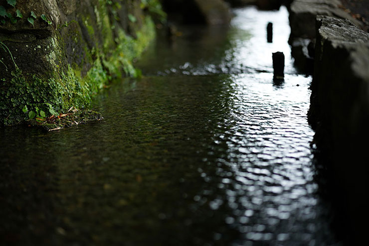 湧水を集めた小川の画像