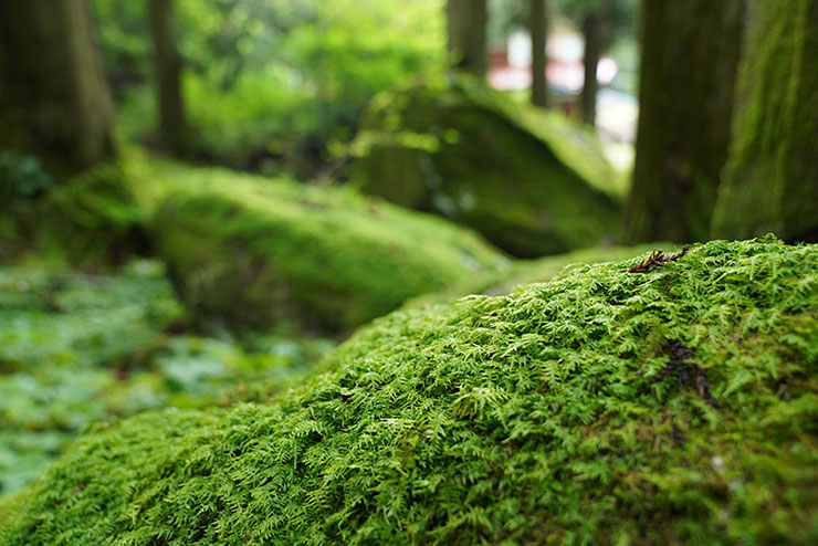 苔に覆われた石の画像