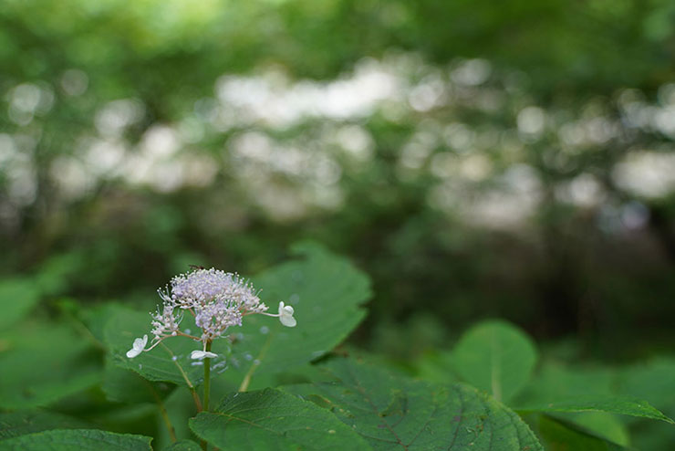 咲きかけの紫陽花の画像