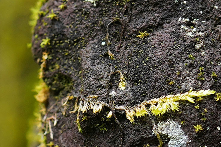 苔の拡大画像