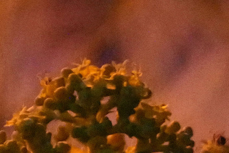 花の拡大画像