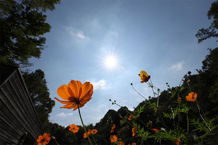 Canon EOS RとRF15-35mm F2.8 L IS USMを組み合わせてあおりで撮影したコスモスの画像