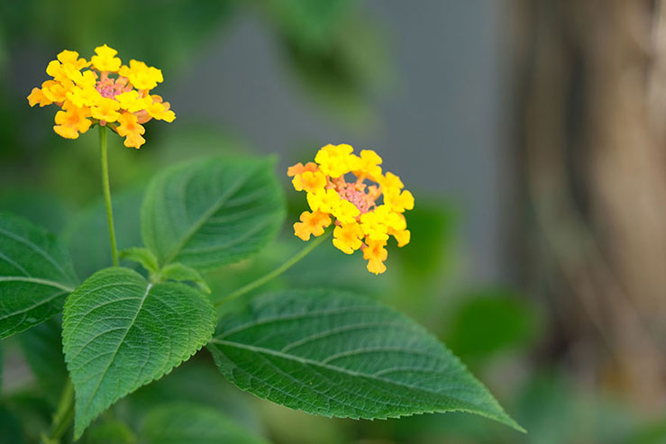 黄色の花の画像