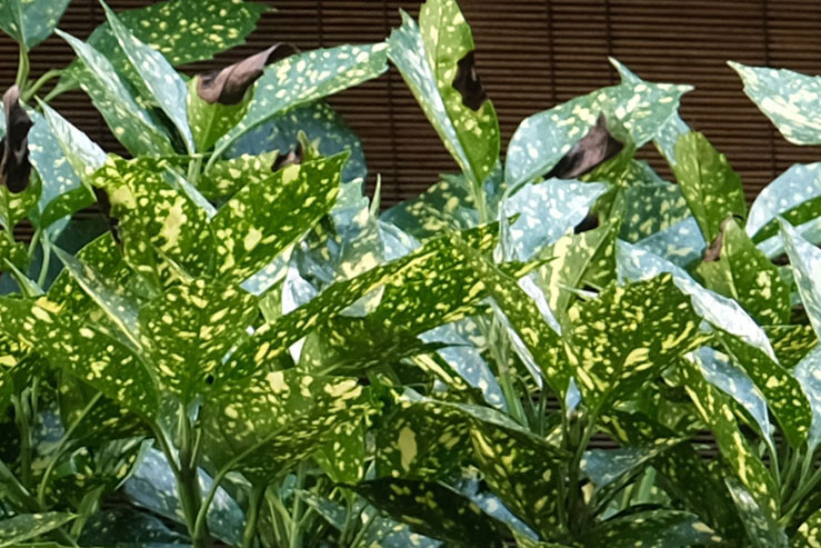 植物の拡大画像