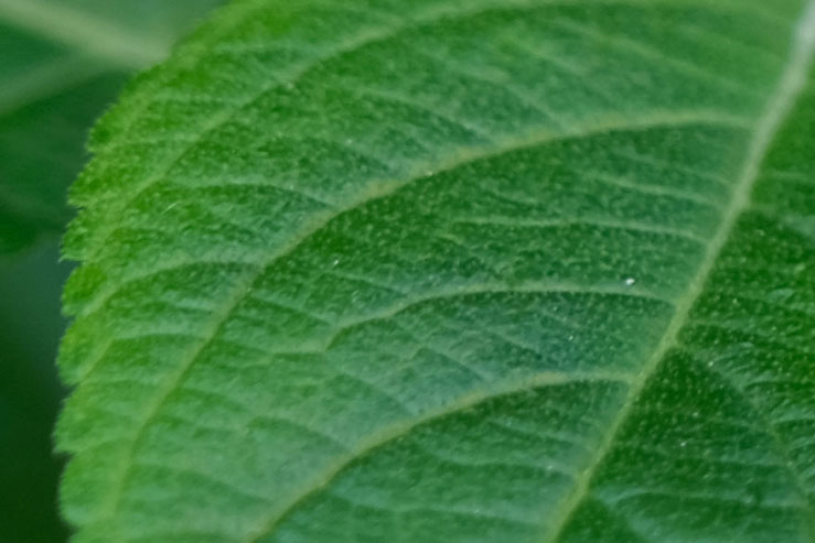 植物の拡大画像