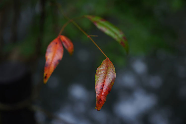 赤く染まった紅葉の画像