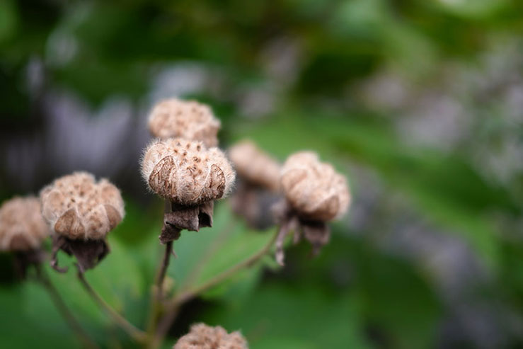 繊毛に覆われた花の種の画像