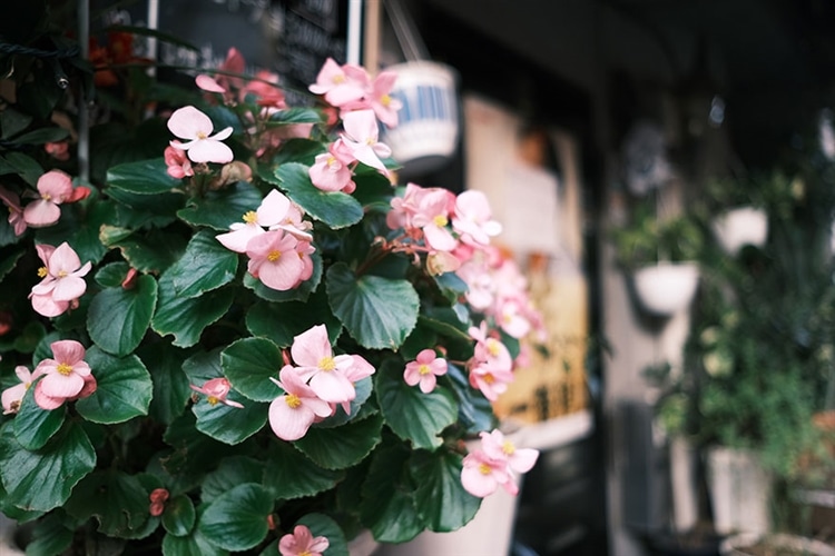 FUJIFILM (富士フイルム) X-Pro3 作例⑪