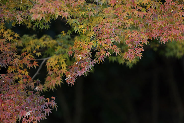 紅葉の画像