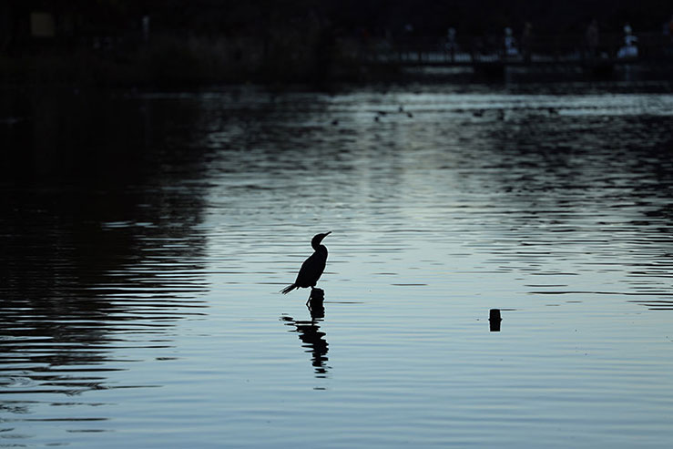 夕暮れの公園にたたずむ鵜の画像