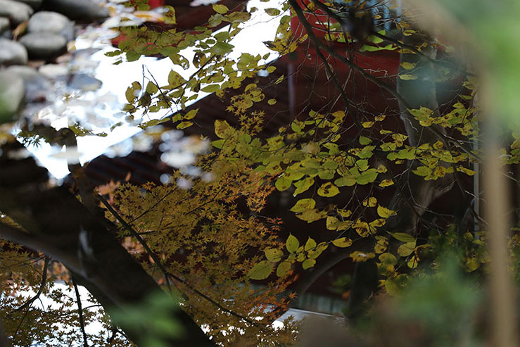 下から観た葉っぱの画像