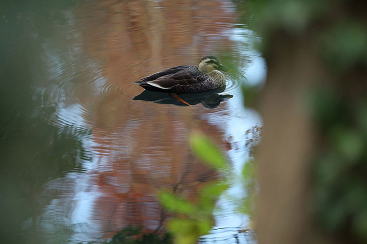 泳ぐカルガモの画像