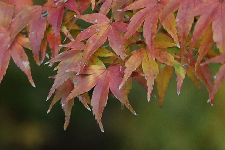 モミジの葉の拡大画像