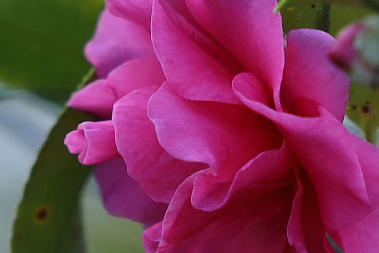 椿の花の拡大画像