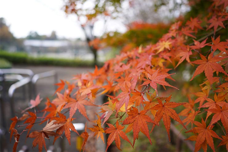 SONY a7RIVとTAMRON 24mm F/2.8 Di III OSD M1:2 (Model F051) を組み合わせて撮影した紅葉の画像