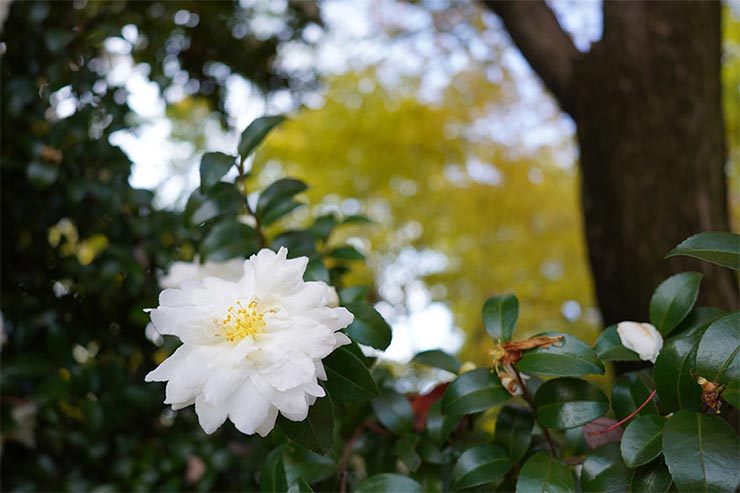 SONY a7RIVとTAMRON 24mm F/2.8 Di III OSD M1:2 (Model F051) を組み合わせて撮影した落ち葉の画像