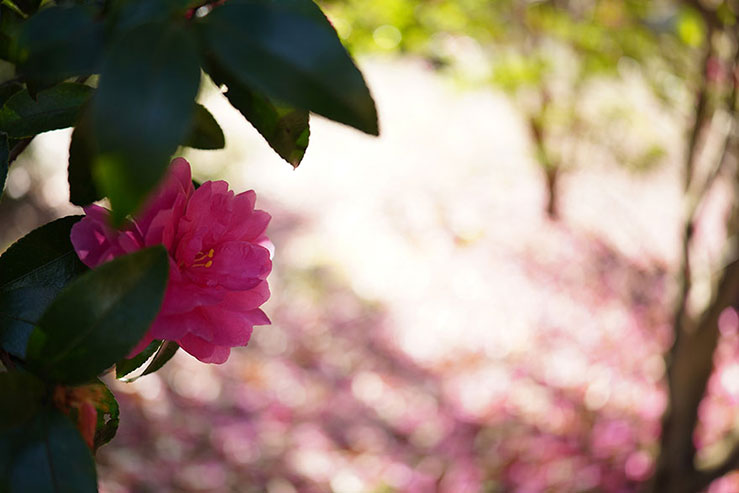 椿の花の画像